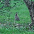 IMG_0185
